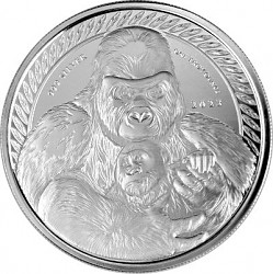 Congo Silverback ...